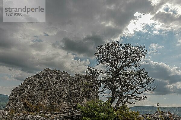 Silhouetten von Bäumen über einer Klippe in den Tarn-Schluchten. Cevennen  Frankreich  Europa