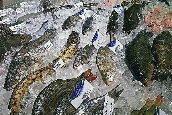 Verschiedene heimische Fischarten in einer Auslage  Berlin  Deutschland  Europa