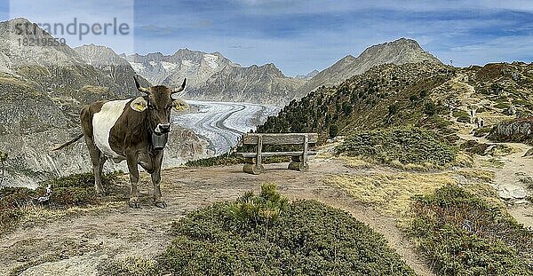 Kuh am Weiden  dahinter Großer Aletschgletscher  Alpenpanorama  Härdernagrat  Riederalp  Bettmeralp  Wallis  Schweiz  Europa