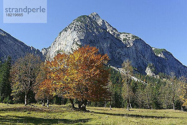 Herbstlich gefärbte Ahornbäume (Acer)  am Großen Ahornboden vor Bärenkopf  Eng  Alpenpark Karwendel  Tirol  Österreich  Europa