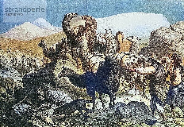 Transport von Kupfererz durch Lamas in den Kordilleren  Südamerika  Historisch  digital restaurierte Reproduktion einer Originalvorlage aus dem 19. Jahrhundert