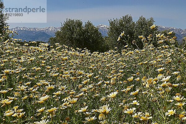 Aptera  Frühling  Frühlingswiesen  Kronen-Wucherblume (Glebionis Coronaria)  Souda  Weiße Berge  Lefka Ori  schneebedeckte Berge  Chania  Westkreta  Insel Kreta  Griechenland  Europa