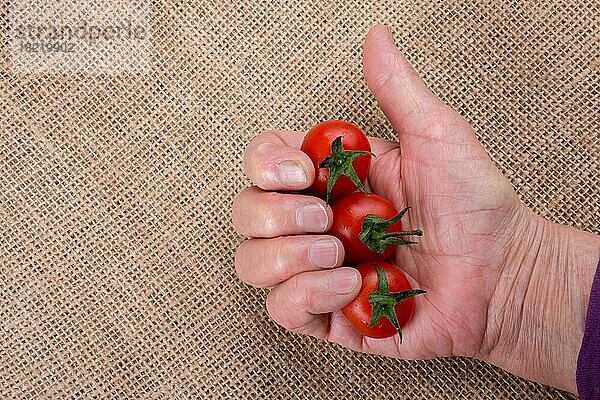Ein Strauß roter  reifer  schmackhafter Kirschtomaten in der Hand