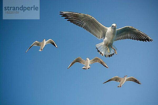 Möwen fliegen am Himmel als Hintergrund