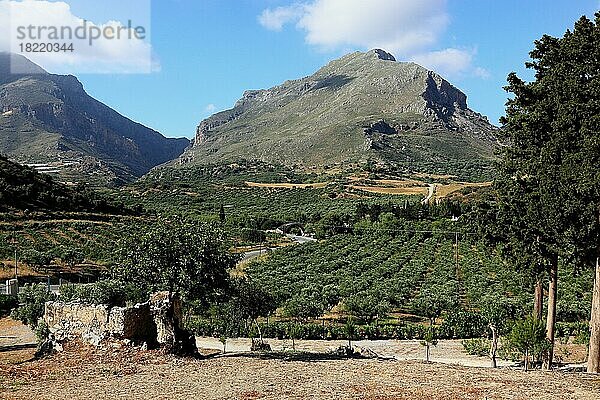 Olivenplantagen im Süden der Insel vor den Bergen des Kedros-Gebirges  Kreta  Griechenland  Europa