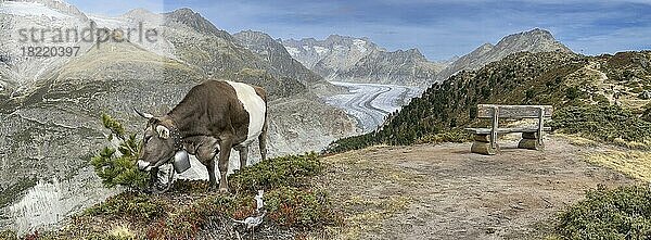 Kuh am Weiden  dahinter Großer Aletschgletscher  Alpenpanorama  Härdernagrat  Riederalp  Bettmeralp  Wallis  Schweiz  Europa