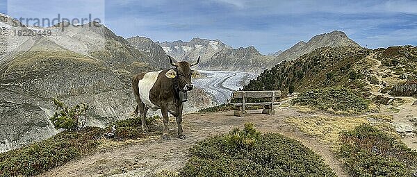 Kuh am Weiden  dahinter Großer Aletschgletscher  Alpenpanorama  Härdernagrat  Riederalp  Bettmeralp  Wallis  Schweiz  Europa