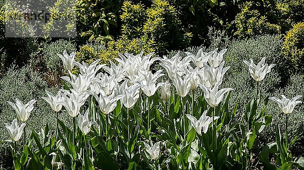 Weiße Farbe Tulpen blühen im Frühling im Garten
