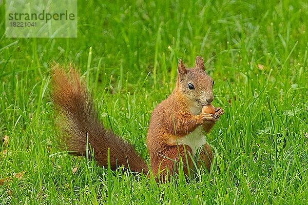 Eichhörnchen Nuss in Hände haltend in grünen Gras sitzend von vorne schräg rechts sehend