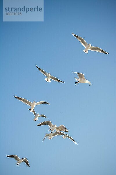 Möwen fliegen am Himmel als Hintergrund