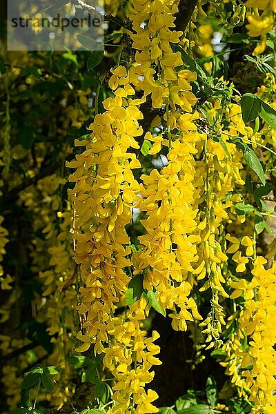 Goldregen einige Blütenrispen mit mehreren geöffneten gelben Blüten