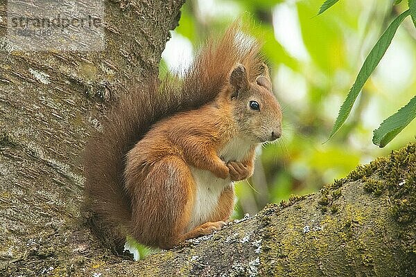Eichhörnchen in Baum auf Ast sitzend ruhend rechts sehend