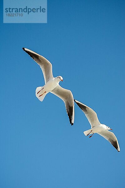 Paar Möwen fliegen in den Himmel Hintergrund