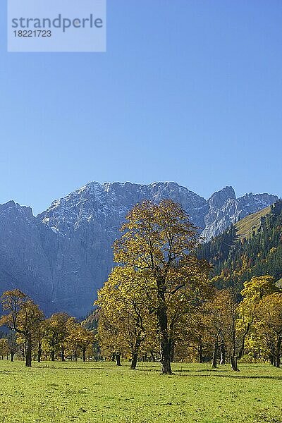 Herbstlich gefärbte Ahornbäume (Acer)  am Großen Ahornboden vor Grubenkarspitze und Dreizinkenspitze  Eng  Alpenpark Karwendel  Tirol  Österreich  Europa