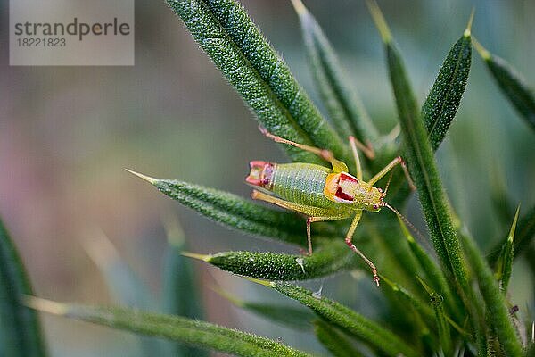 Grashüpfer in der freien Luft auf Natur Hintergrund