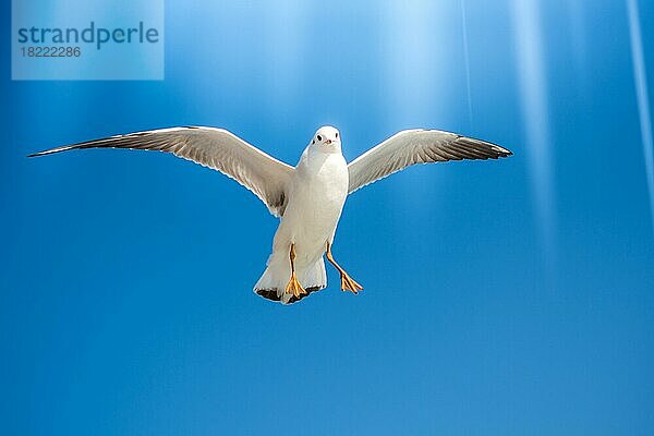 Paar Möwen fliegen in einem Himmel als Hintergrund