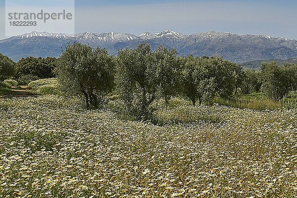 Aptera  Frühling  Frühlingswiesen  Kronen-Wucherblume (Glebionis Coronaria)  Weiße Berge  Lefka Ori  schneebedeckte Berge  Souda  Chania  Westkreta  Insel Kreta  Griechenland  Europa