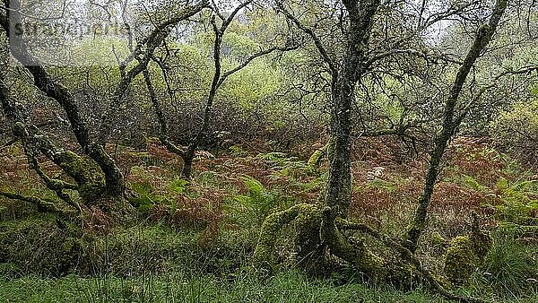 Wald mit Farne im Herbst  Trotternish  Isle of Skye  Schottland  Großbritannien  Europa