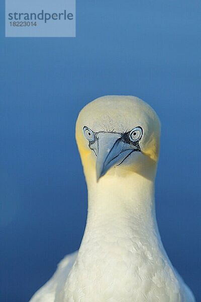 Basstölpel (Morus bassanus)  Tierportrait Frontalansicht  Lummenfelsen  Insel Helgoland  Schleswig-Holstein  Deutschland  Europa