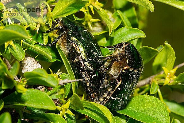 Gemeiner Rosenkäfer zwei Käfer bei Paarung in Strauch mit grünen Blättern sitzend links sehend