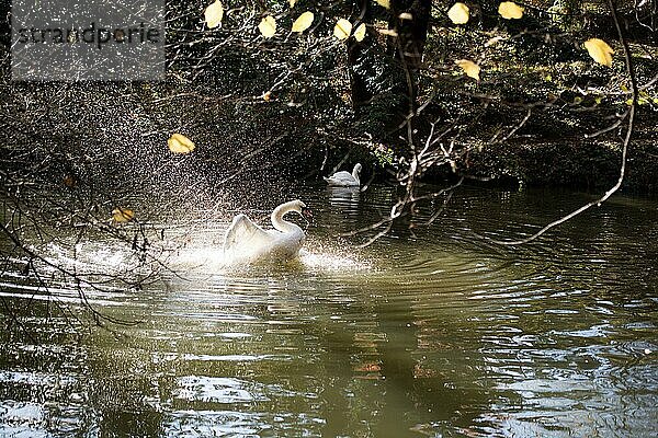 Weißer Schwan schwimmt in einem kleinen Teich