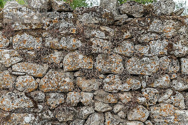 Steinmauer an der Causse Mejean in den Cevennen. Aveyron  Frankreich  Europa