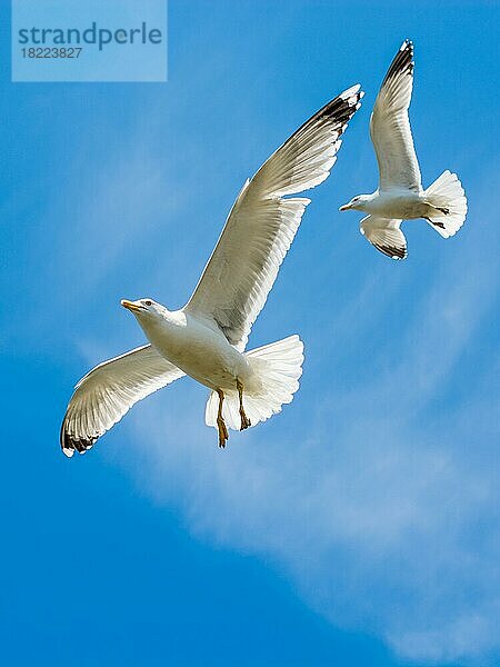 Zwei Möwen fliegen in einem Himmel als Hintergrund