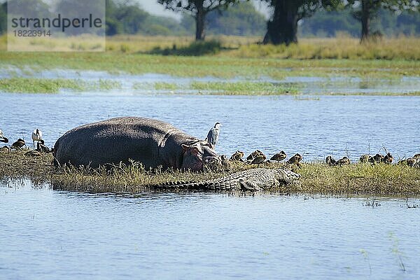 Flusspferd  Nilkrokodil (Crocodylus niloticus) und mehrere Vögel  die auf einer Insel im Chobe-Fluss rasten. Chobe-Nationalpark  Botsuana