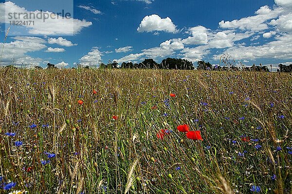 Ackerwildkräuter Feld mit blauen und roten Wildkräutern zwischen Getreidehalmen vor Baumgruppe und blauen Himmel mit weissen Wolken