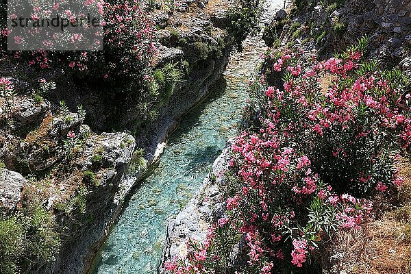 Bluehender Rhododendron an einem Bach  Samaria Schlucht  Kreta  Kreta  Griechenland  Europa