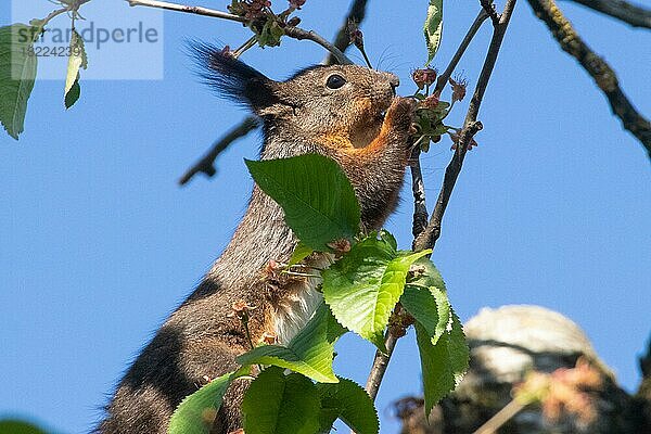 Eichhörnchen in Kirschbaum auf Ast sitzend Frucht fressend rechts sehend vor blauem Himmel