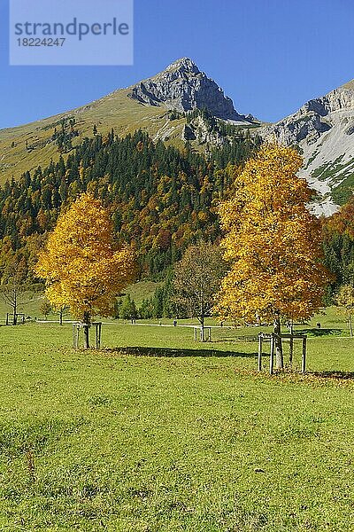 Herbstlich gefärbte Ahornbäume (Acer)  am Großen Ahornboden vor Gumpenspitze  Eng  Alpenpark Karwendel  Tirol  Österreich  Europa
