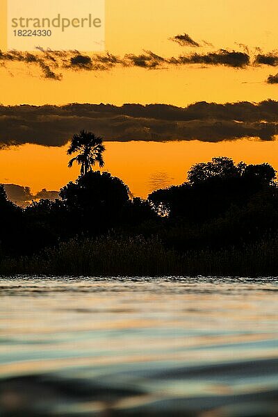 Stromschnellen des Sambesi-Flusses mit Palme  Himmel und Wolken am Abend bei Sonnenuntergang  goldene Stunde. Sambesi-Fluss  Sambia  Afrika
