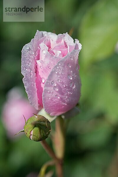 Schöne bunte Rose mit Wassertropfen auf sie
