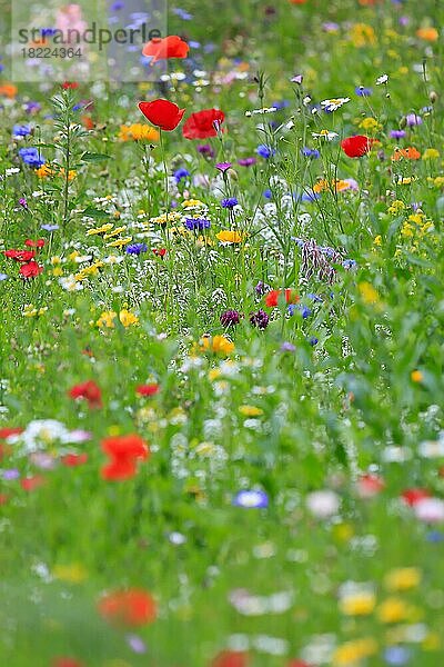 Farbenfrohe Blumenwiese mit Mohnblumen und anderen Wildblumen in freier Natur