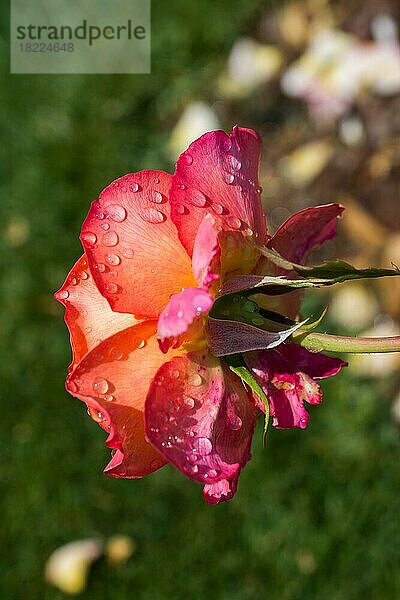 Blühende schöne bunte Rose mit Wassertropfen auf Blütenblättern
