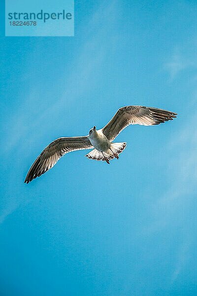 Möwe fliegt im blauen Himmel über dem Meer Wasser