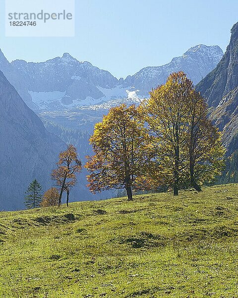 Herbstlich gefärbte Ahornbäume (Acer)  am Großen Ahornboden  Eng  Alpenpark Karwendel  Tirol  Österreich  Europa