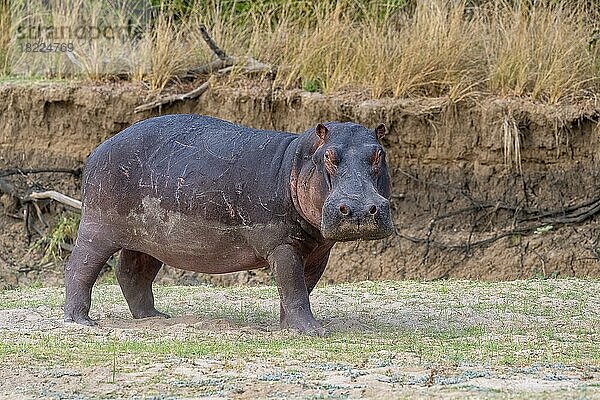 Nilpferd (Hippopotamus amphibius)  adult  South Luangwa  Sambia  Afrika