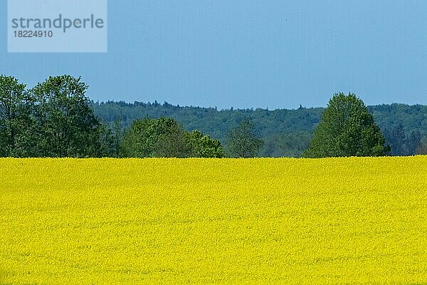 Raps Feld mit gelben Blüueten vor Waldkulisse und blauen Himmel