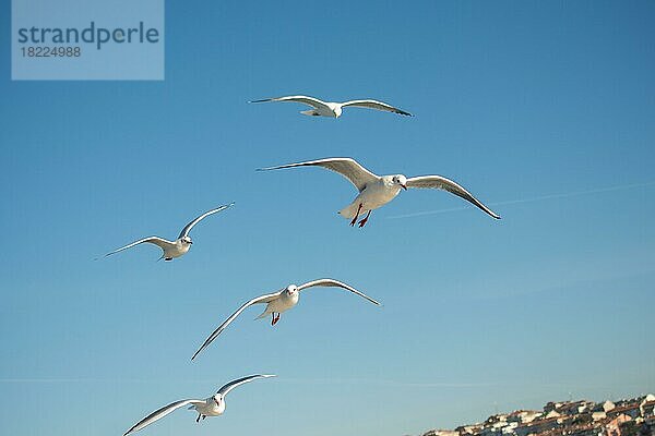 Möwe fliegt in einem blauen Himmel als Hintergrund