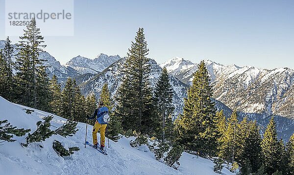 Skitourengeherin im Winter im Schnee  Am Schafreuter  Karwendelgebirge  Alpen bei gutem Wetter  Bayern  Deutschland  Europa