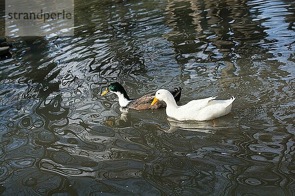 Ein paar Enten schwimmen im Frühling in einem Teich