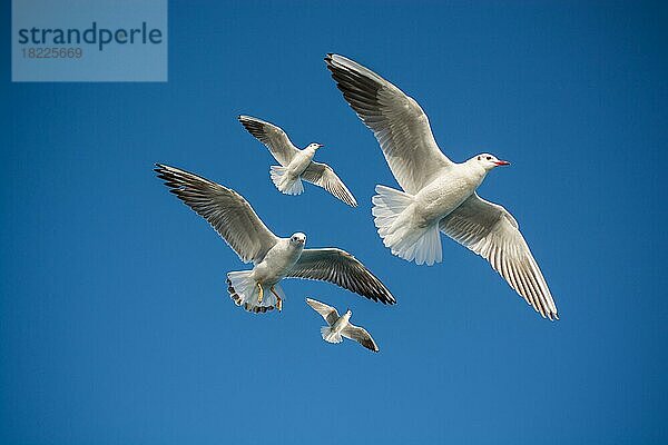 Paar Möwen fliegen in einem blauen Himmel Hintergrund