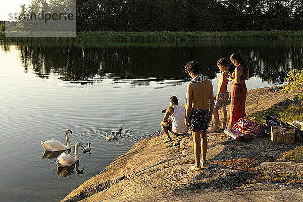 Familie betrachtet Schwanenfamilie beim Schwimmen im See während des Sonnenuntergangs