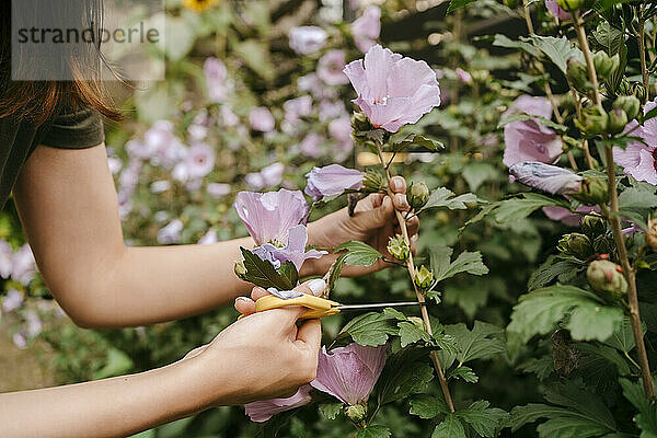 Hände einer Frau  die mit einer Schere im Garten einen rosa Blumenstiel abschneidet