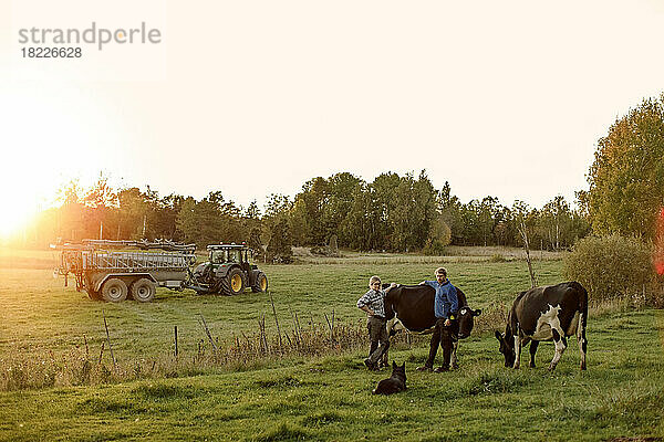 Landwirte mit Hund und Kühen auf dem Feld bei Sonnenuntergang