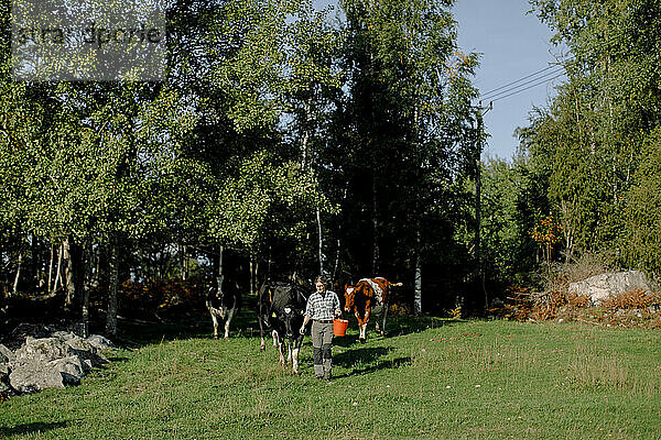 Bäuerin hält Eimer und geht mit Kühen auf einem Feld an einem sonnigen Tag spazieren