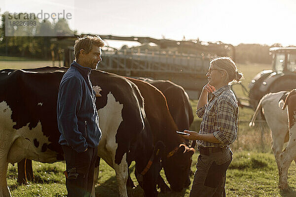 Landwirte stehen bei einer Kuh und diskutieren auf einem Feld an einem sonnigen Tag