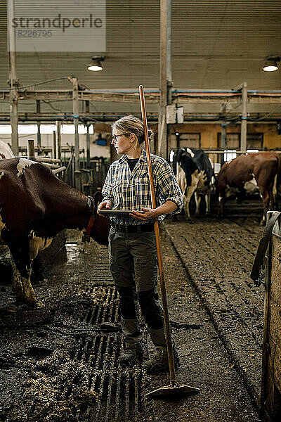 Landwirtin mit Tablet-PC und Schaufel bei Rindern auf einem Milchviehbetrieb